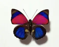 2026年最新】昆虫標本の人気アイテム - メルカリ