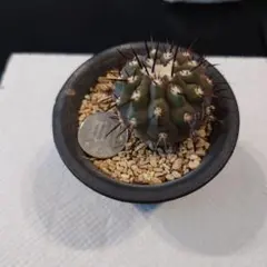 2026年最新】黒王丸 カキコの人気アイテム - メルカリ