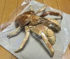 2026年最新】ヤシガニ剥製の人気アイテム - メルカリ