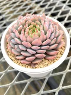 2026年最新】おらいさん苗 ちょこんの人気アイテム - メルカリ