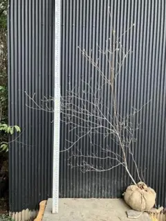 2026年最新】山採り ツツジの人気アイテム - メルカリ