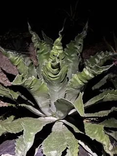 2026年最新】フェロックス錦の人気アイテム - メルカリ