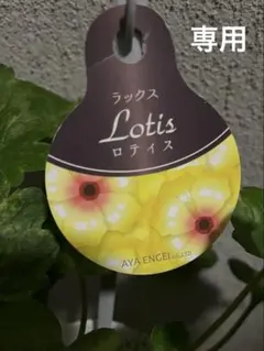 2026年最新】ラナンキュラス ラックス ロティスの人気アイテム - メルカリ