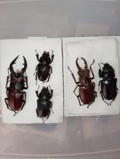 2026年最新】ミヤマクワガタ 標本の人気アイテム - メルカリ