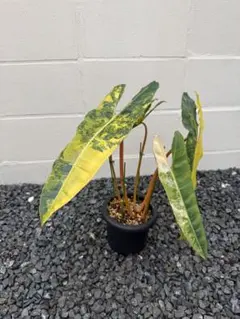 2026年最新】フィロデンドロン ビレッティア 斑入りの人気アイテム