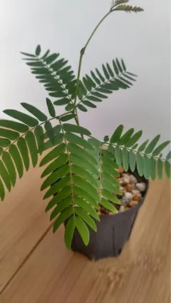 2026年最新】エバーフレッシュ 斑入りの人気アイテム - メルカリ