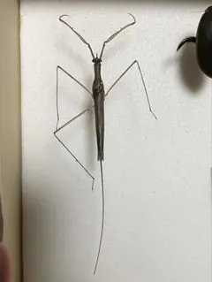 2026年最新】カマキリ標本の人気アイテム - メルカリ