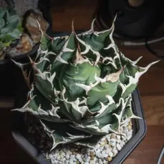 2026年最新】アガベ 白鯨 大株の人気アイテム - メルカリ