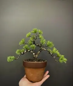 2026年最新】五葉松の人気アイテム - メルカリ