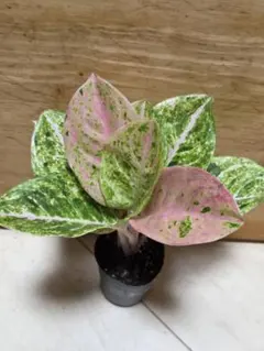 2026年最新】アグラオネマピンクエメラルドの人気アイテム - メルカリ