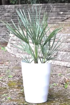 2026年最新】チャメロプスの人気アイテム - メルカリ