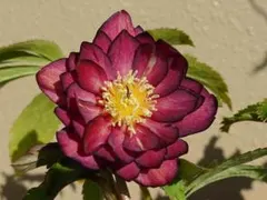 クリスマスローズ 認定！美黒姫 加藤農園 - メルカリ