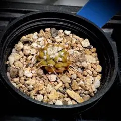 2026年最新】コルムナアルバの人気アイテム - メルカリ