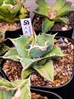 2026年最新】白豪刺の人気アイテム - メルカリ