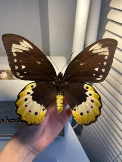 2026年最新】トリバネアゲハの世界の人気アイテム - メルカリ