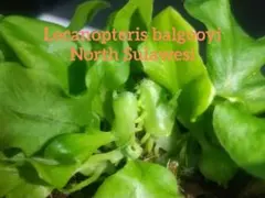 2026年最新】レカノプテリス バルゴイの人気アイテム - メルカリ