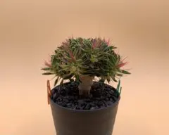 2026年最新】ギラウミニアナ種子の人気アイテム - メルカリ