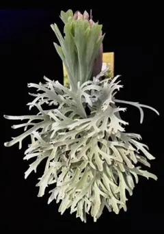 2026年最新】willinckii dwarfの人気アイテム - メルカリ