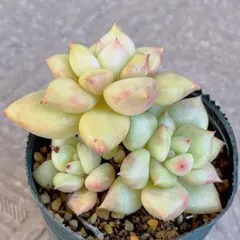 2026年最新】beehouse 多肉の人気アイテム - メルカリ