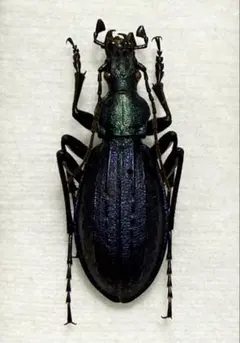 2026年最新】オサムシの人気アイテム - メルカリ