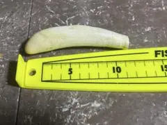 2026年最新】マッコウクジラの歯の人気アイテム - メルカリ