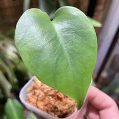 2026年最新】モンステラ 福助の人気アイテム - メルカリ