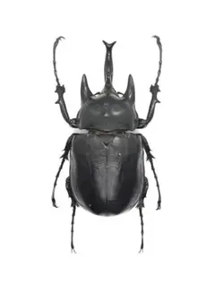 2026年最新】ゾウカブト標本の人気アイテム - メルカリ