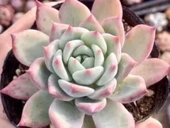 2026年最新】リンゼアナの人気アイテム - メルカリ