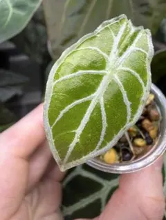 2026年最新】アロカシア ワトソニア ライトニングの人気アイテム