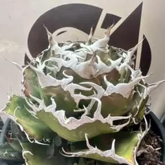 2026年最新】上澳園芸の人気アイテム - メルカリ