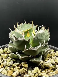 2026年最新】アガベ翼竜の人気アイテム - メルカリ