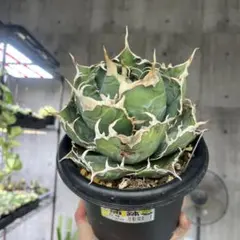 2026年最新】アガベ 白鯨 大株の人気アイテム - メルカリ