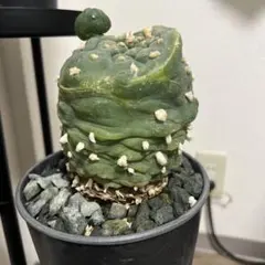 2026年最新】ロフォフォラの人気アイテム - メルカリ