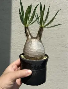 2026年最新】パキポディウムグラキリス 現地球の人気アイテム - メルカリ