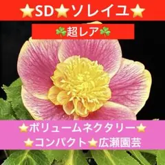 2026年最新】広瀬 ソレイユの人気アイテム - メルカリ