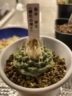 2026年最新】菊水 サボテンの人気アイテム - メルカリ