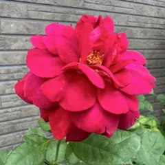 2026年最新】イングリッシュローズ 廃盤の人気アイテム - メルカリ