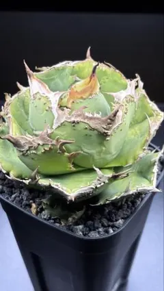 2026年最新】疣猪の人気アイテム - メルカリ