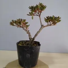 2026年最新】皐月盆栽の人気アイテム - メルカリ