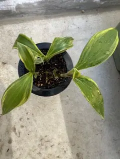 希少 アンスリウム 斑入り ハイブリッド - メルカリ