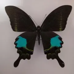 2026年最新】ルリモンアゲハの人気アイテム - メルカリ