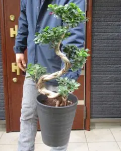 2026年最新】ガジュマル 昇り龍の人気アイテム - メルカリ