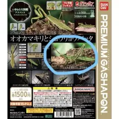 2026年最新】バッタ 標本の人気アイテム - メルカリ