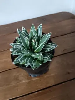 2026年最新】アガベ 姫笹の雪の人気アイテム - メルカリ