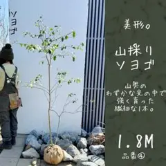 2026年最新】山採りの人気アイテム - メルカリ