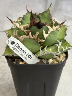 2026年最新】イラン株 アガベの人気アイテム - メルカリ