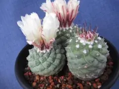 2026年最新】菊水の人気アイテム - メルカリ