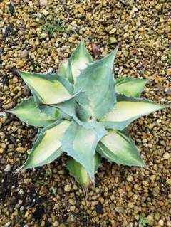 2026年最新】アウェイクニングエンジェルの人気アイテム - メルカリ