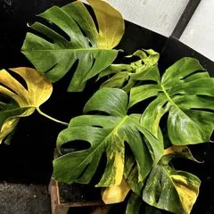 2026年最新】モンステラ ボルシギアナ オーレアの人気アイテム - メルカリ