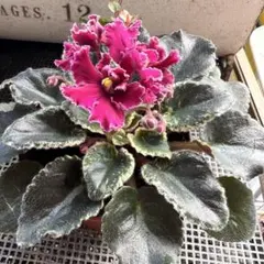 2026年最新】セントポーリア苗の人気アイテム - メルカリ